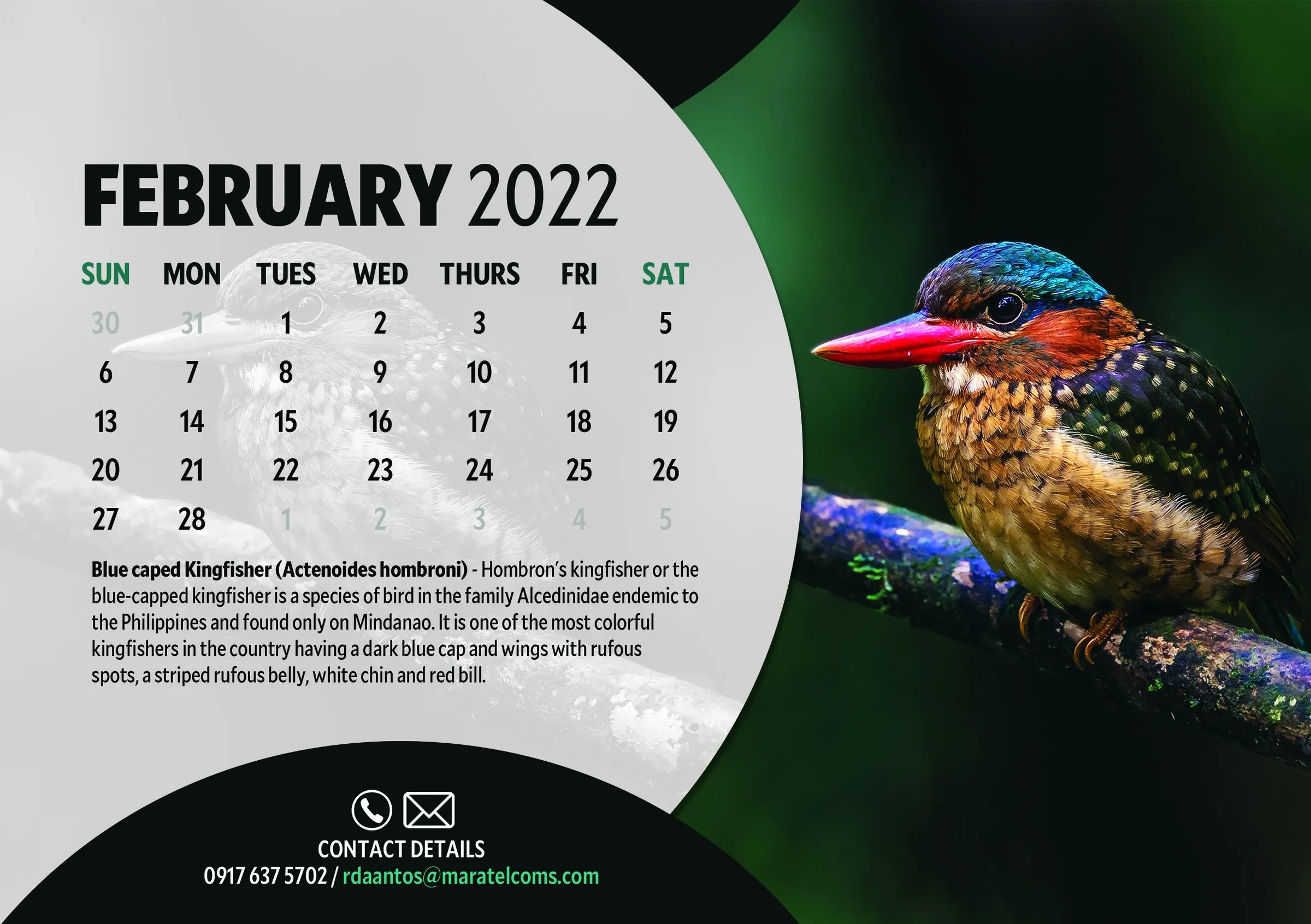 February 2022 page with a Blue-capped Kingfisher, a colourful kingfisher found only on Mindanao.