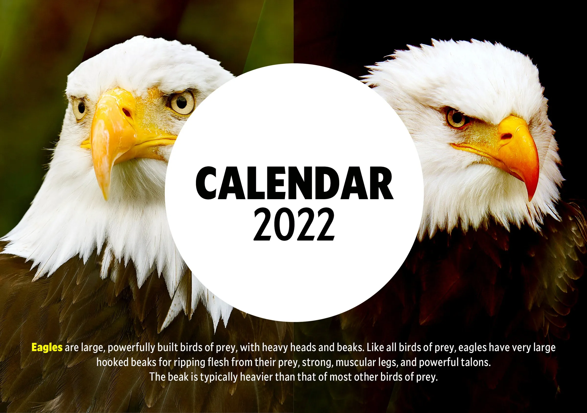 Cover of a 2022 wall calendar with two bald eagles around a white circle reading "Calendar 2022".
