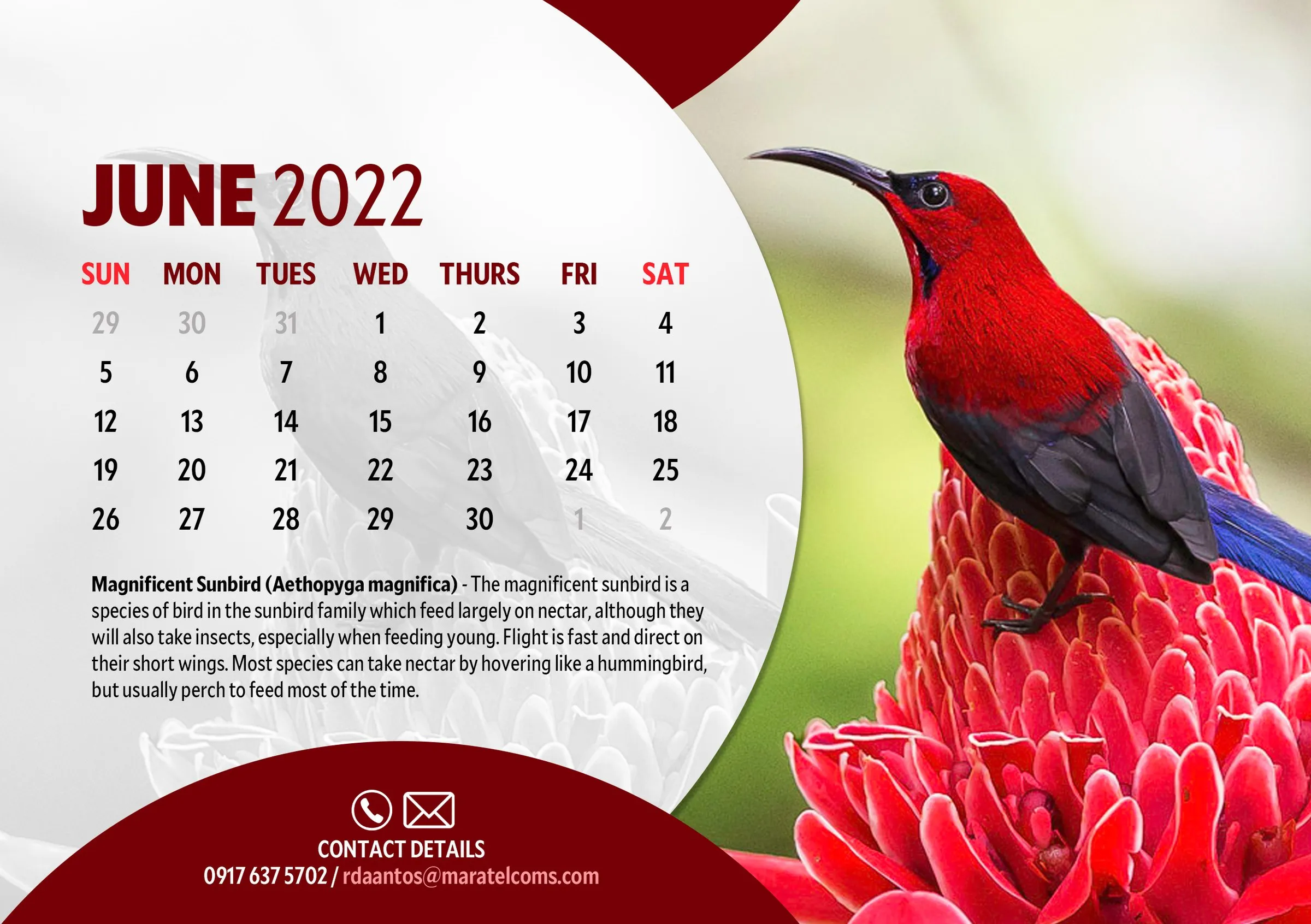 June 2022 page with a Magnificent Sunbird, a red sunbird perched on a red flower.