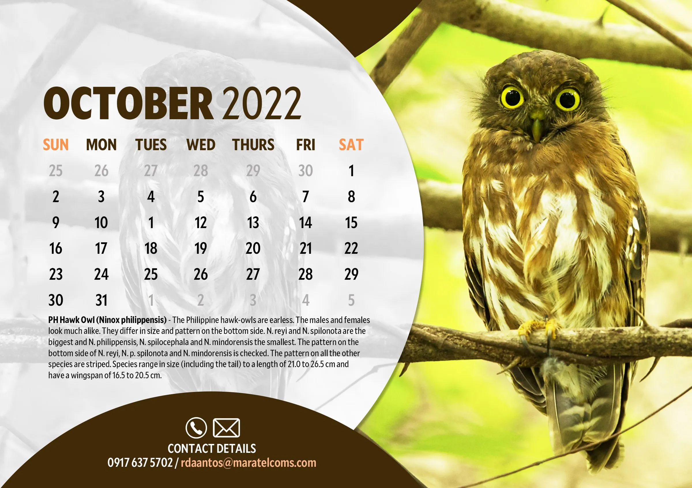 October 2022 page with a Philippine Hawk-Owl, a small brown owl with yellow eyes.