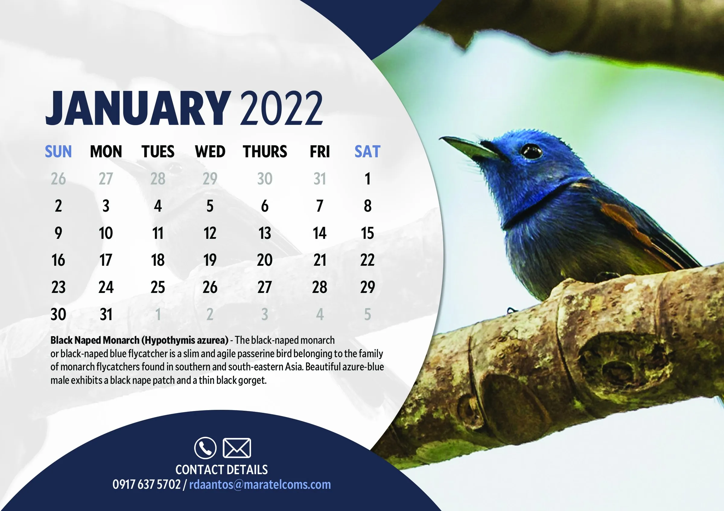 January 2022 page with a Black-naped Monarch, a small blue bird perched on a branch, and a note about the species.